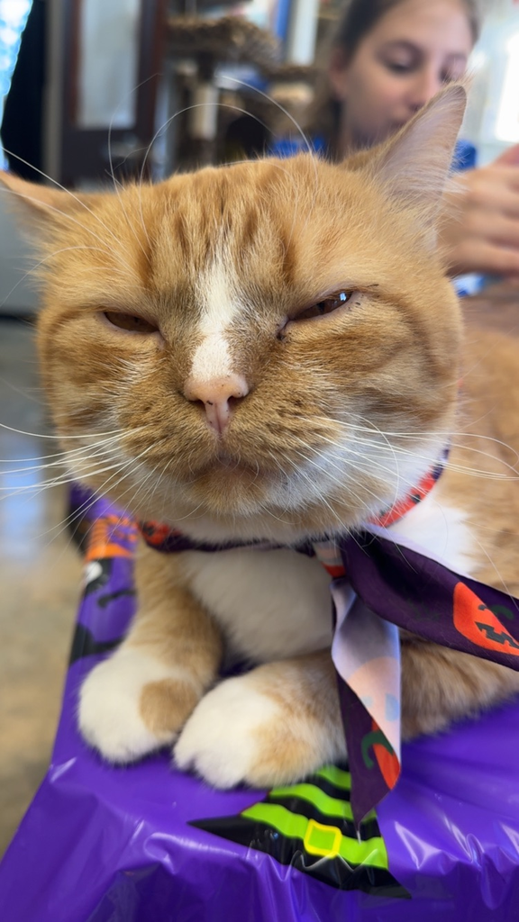 cute cat