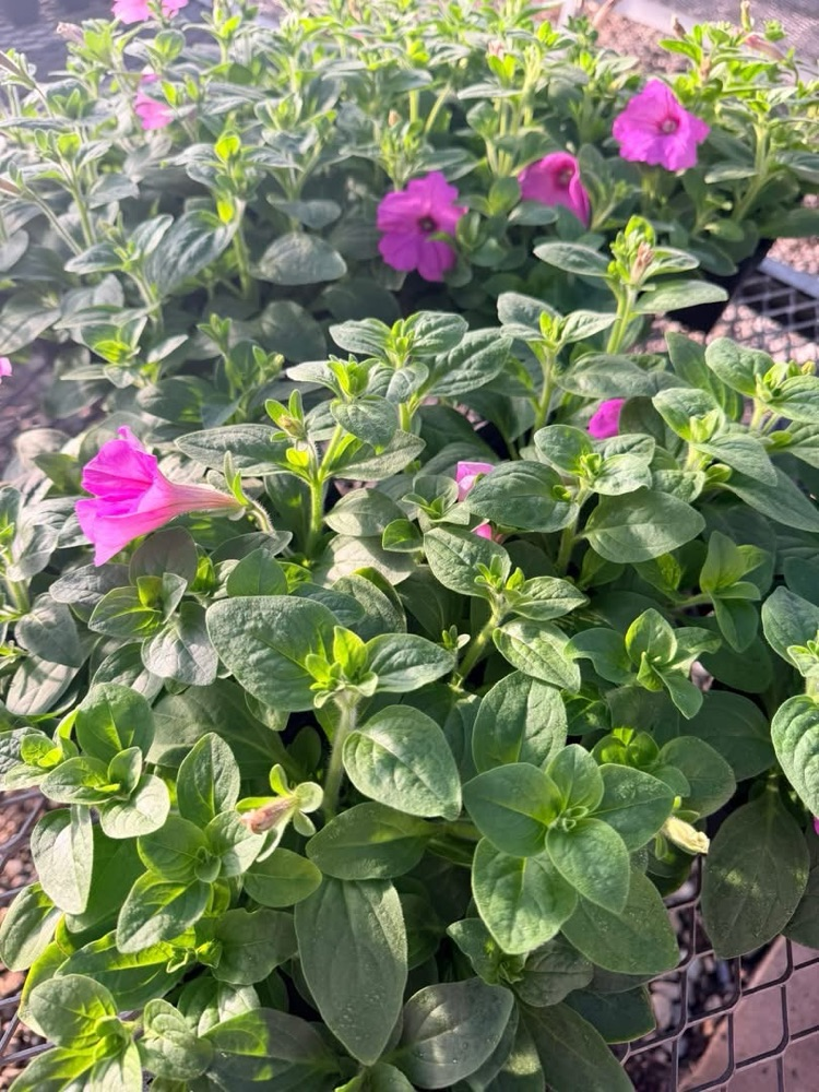 plant