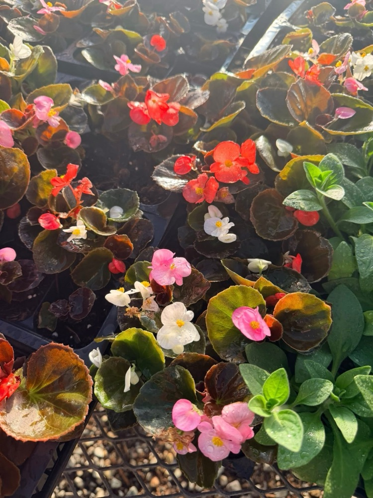 plant