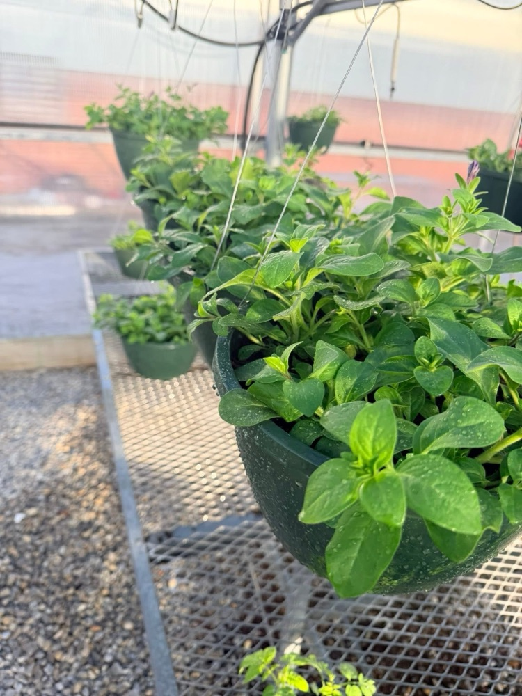plant