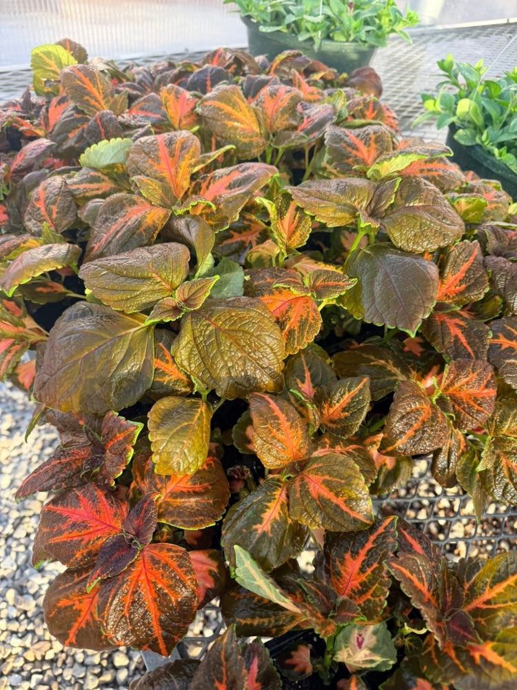 plant
