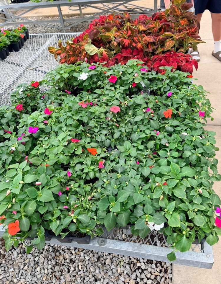 Flowers1