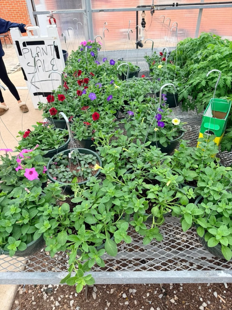 Flowers2