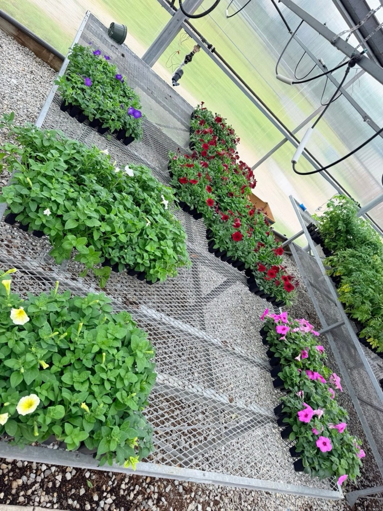 Flowers3