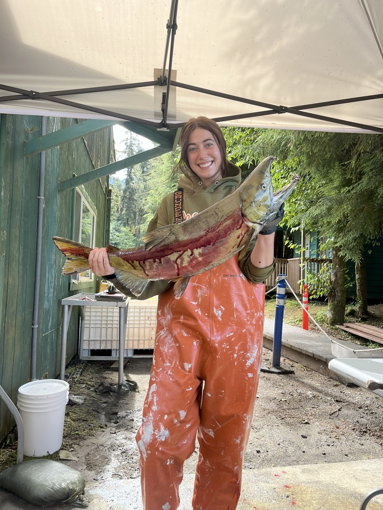 Delaney Sullivan- Chum Salmon