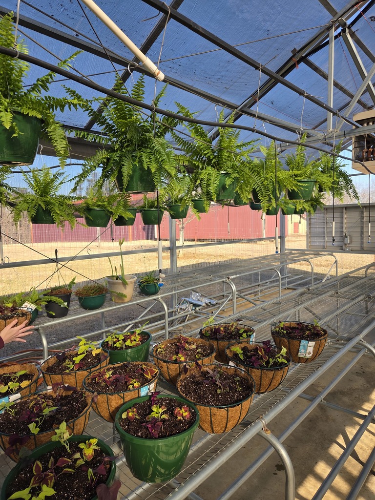 VBHS greenhouse with ferns hanging from top and hanging baskets with small plants setting on a preparation table
