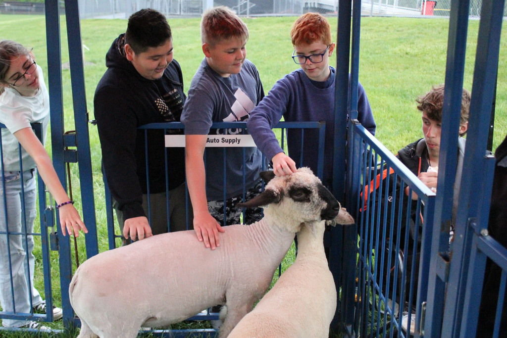 Students pet a sheep at the outside portion of the event.