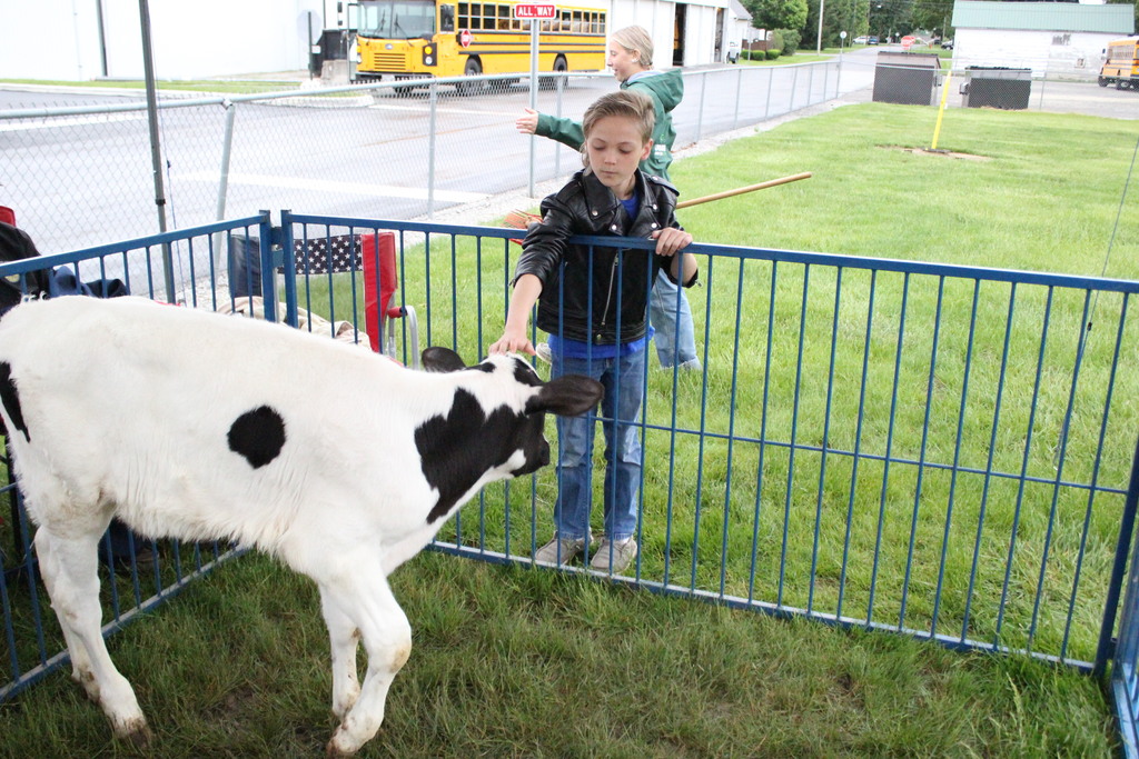 A student pets a calf.