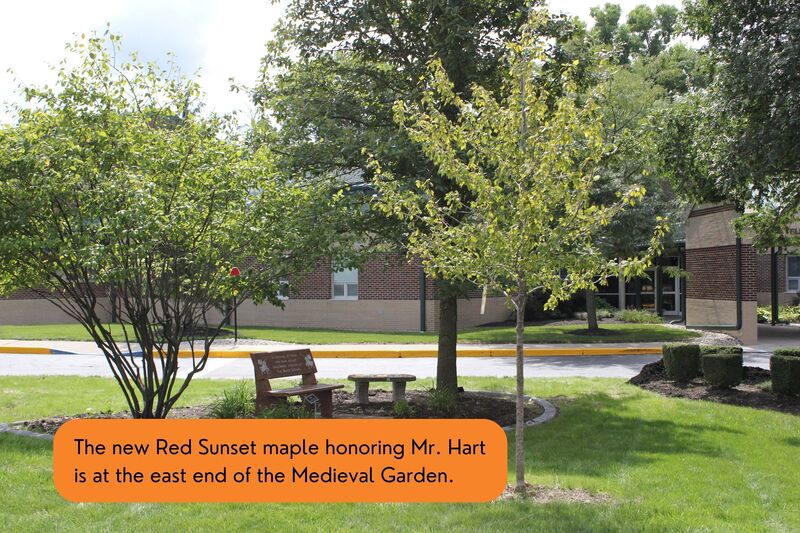 A picture showing the new Red Sunset maple honoring Mr. Hart that is at the east end of the Medieval Garden.
