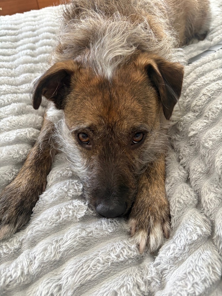 Harry the Snow Day Dog