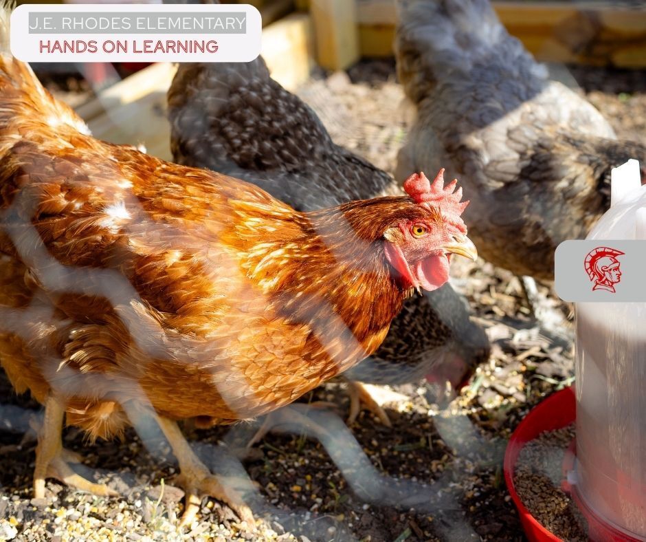 chicken