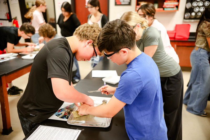 students dissecting pigs