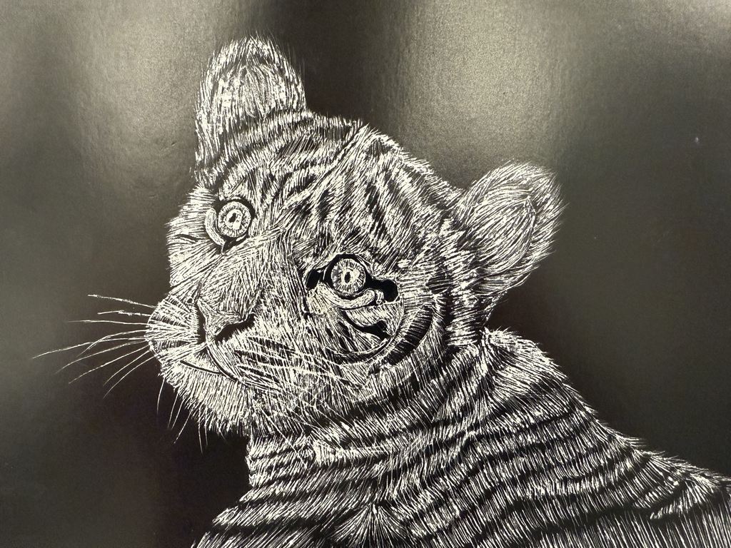 Detailed white chalk drawing of a young tiger cub looking upward against a black background.