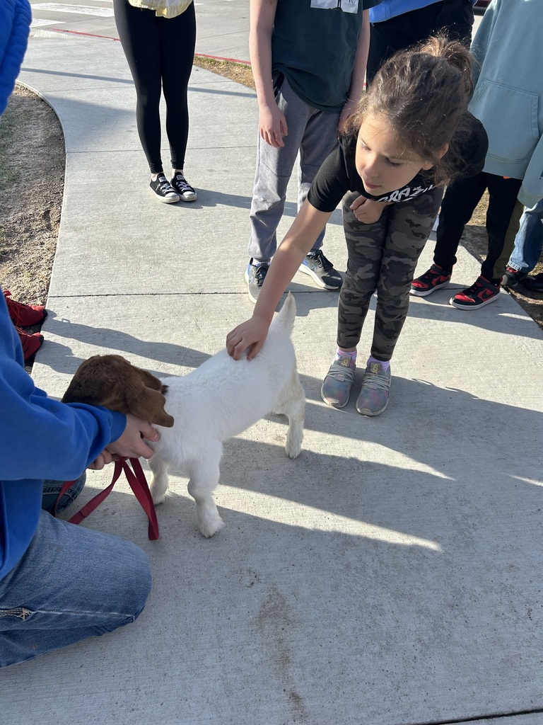 Child gently petting a small white goat while others watch on a sunny sidewalk.