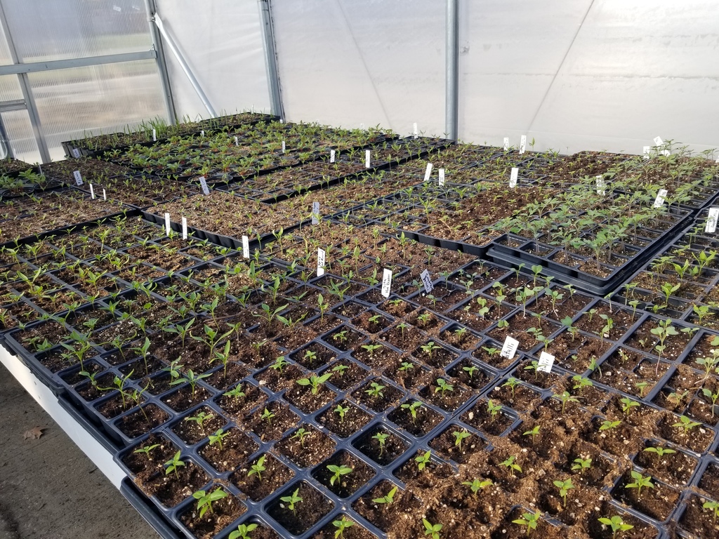 Rows of small seedlings growing in individual pots inside a greenhouse with labels marking different plant types.