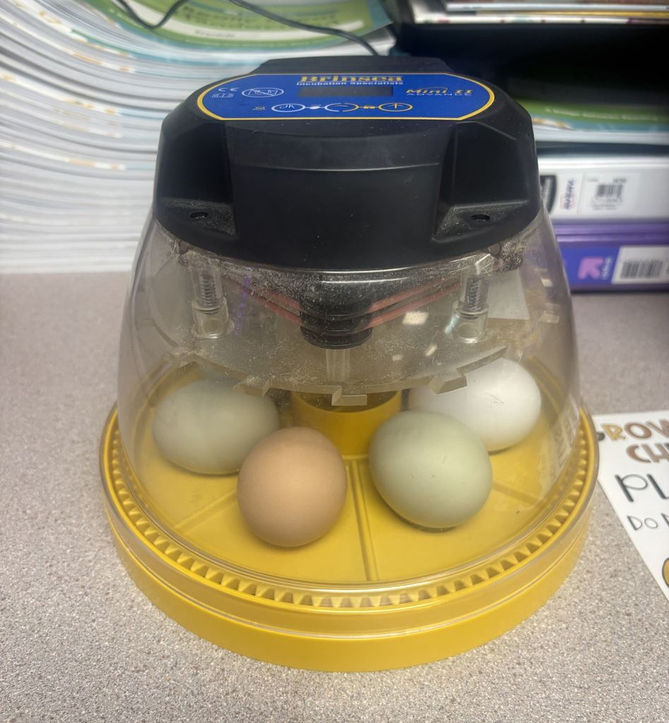 Small yellow and black egg incubator holding five eggs of different colors on a countertop.