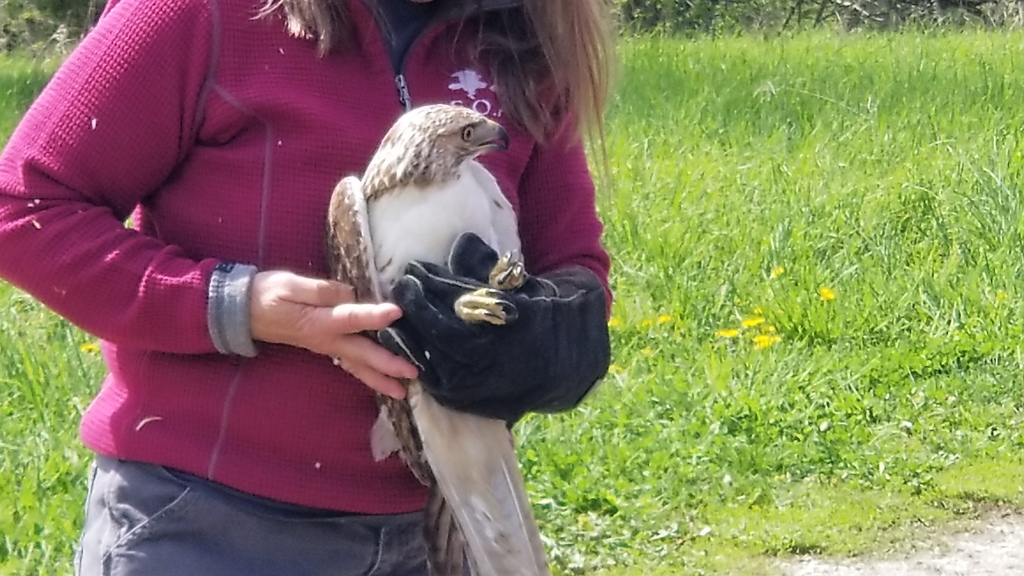 Person wearing gloves gently holds a hawk outdoors, the bird perched calmly with wings tucked against its body.