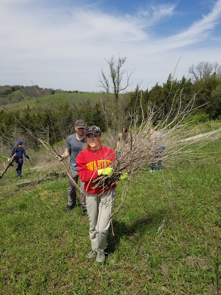 Volunteers carry bundles of dry branches uphill on a sunny day, surrounded by trees and rolling grassy terrain.