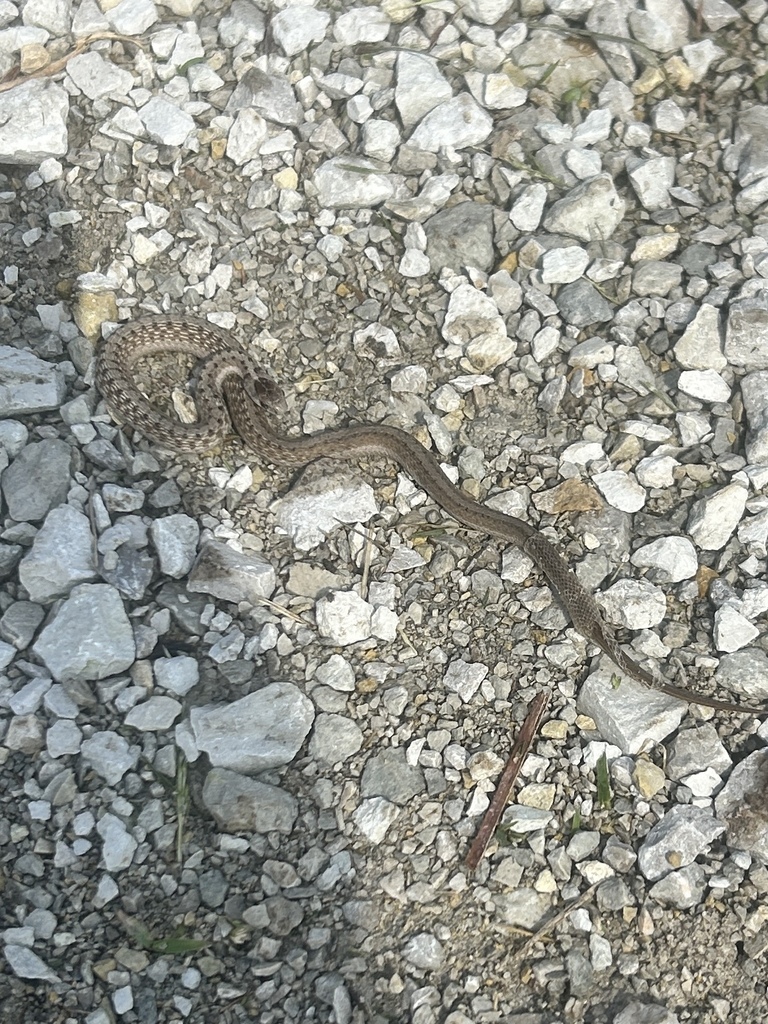Small brown snake coiled on a gravel path, blending with the light-colored stones.