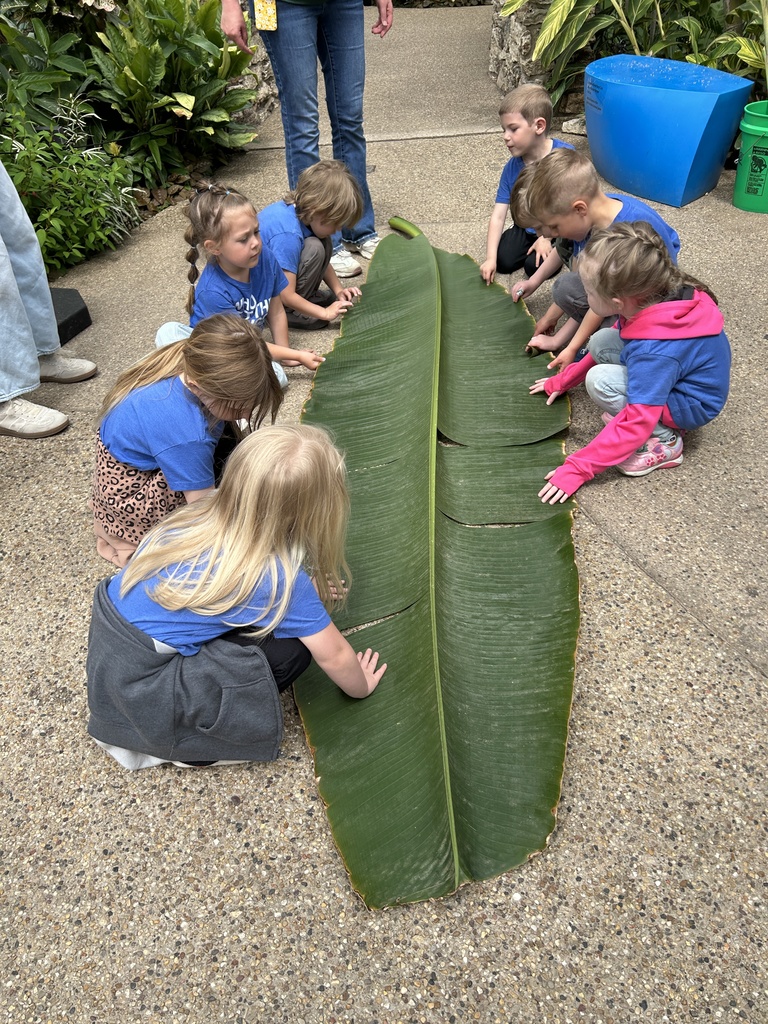 Group of young children in blue shirts gathered around and touching a large green banana leaf on a paved surface outdoors.