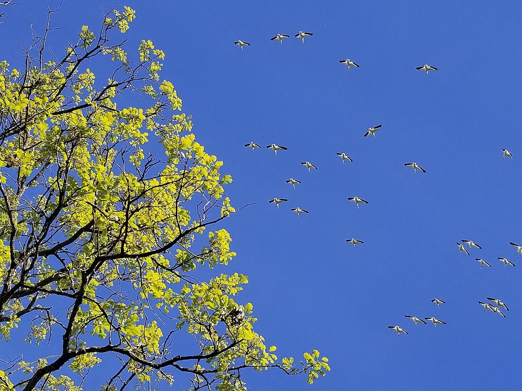 Flock of white birds flies across a deep blue sky beside sunlit tree branches with fresh green leaves.