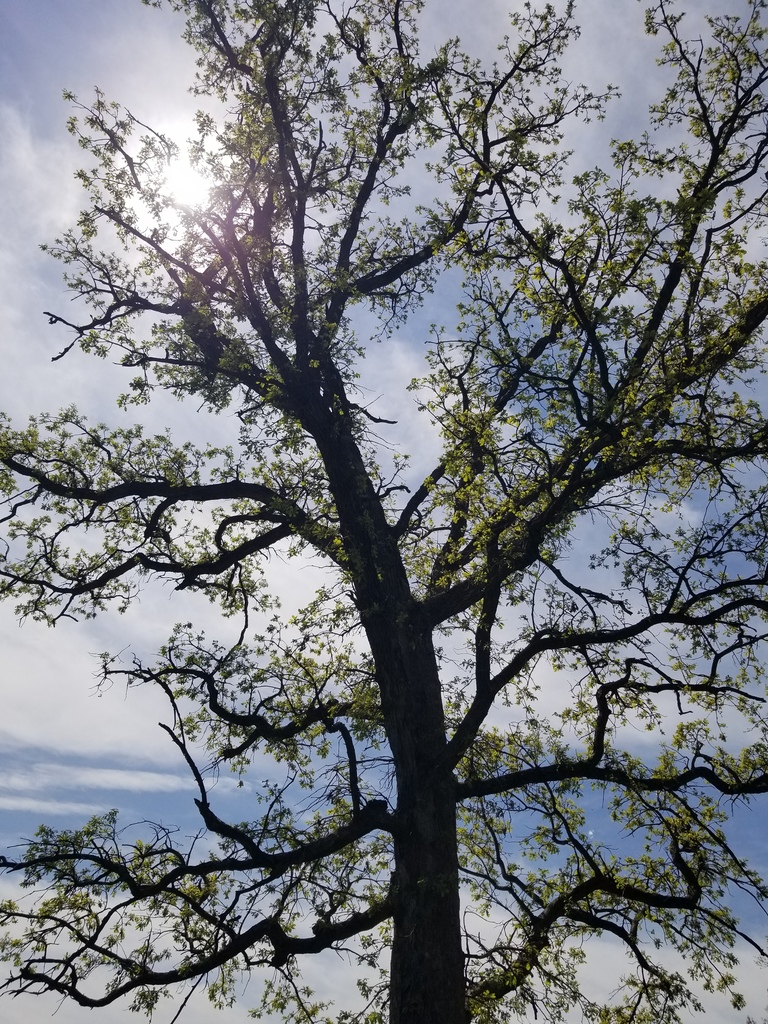 Sunlight shines through the branches of a tall tree with fresh spring leaves against a bright sky.