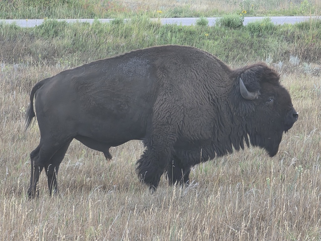 Large American bison standing in a grassy field with a road and greenery in the background.