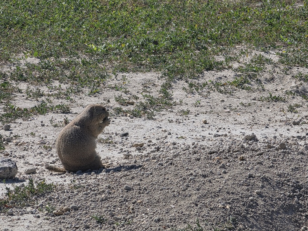 A small prairie dog sitting on sandy ground near sparse green grass under sunlight.