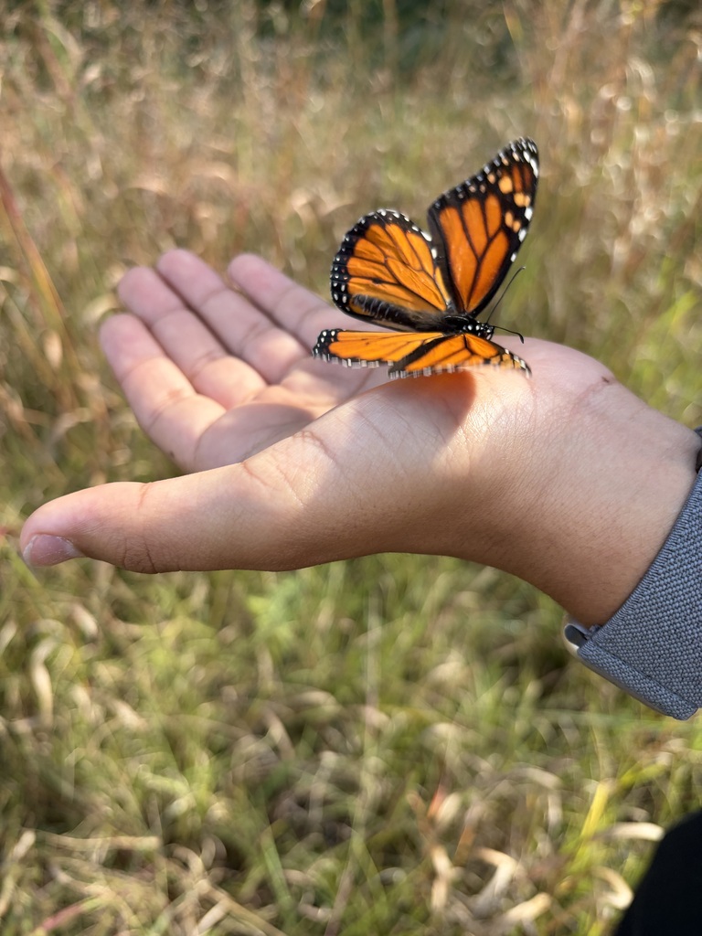 Close-up of a monarch butterfly with vivid orange-and-black wings resting on an open hand in a grassy field.