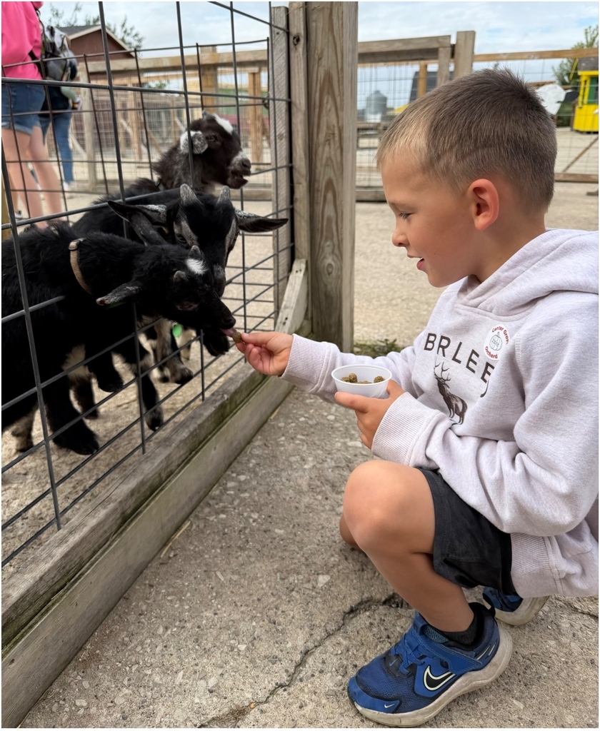 Young boy feeding black baby goats through a wire fence at a petting zoo or farm area.