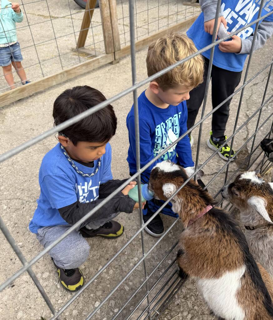 Two young boys in blue shirts feed baby goats through a metal fence at a petting zoo.