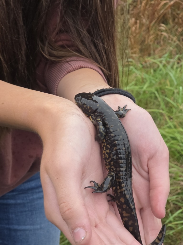 Close-up of a person gently holding a black and orange spotted salamander outdoors near grass.