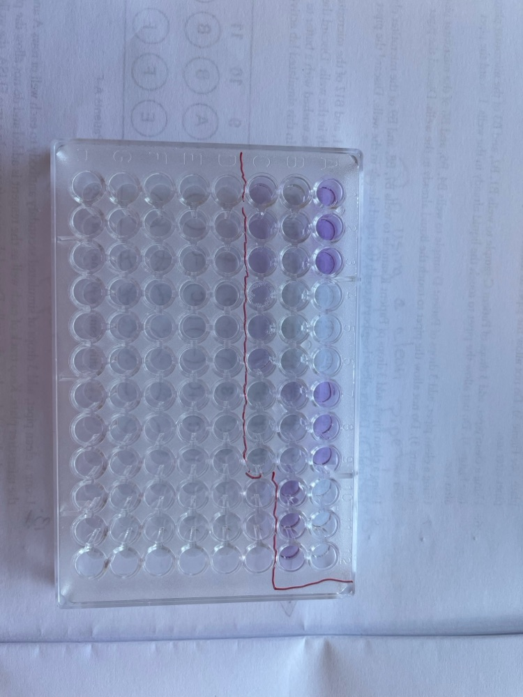 lab