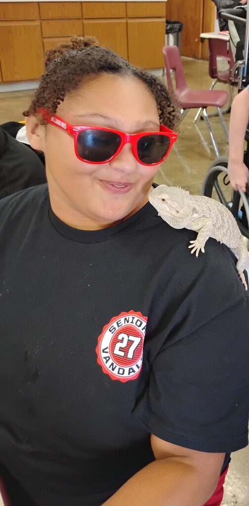 bearded dragon