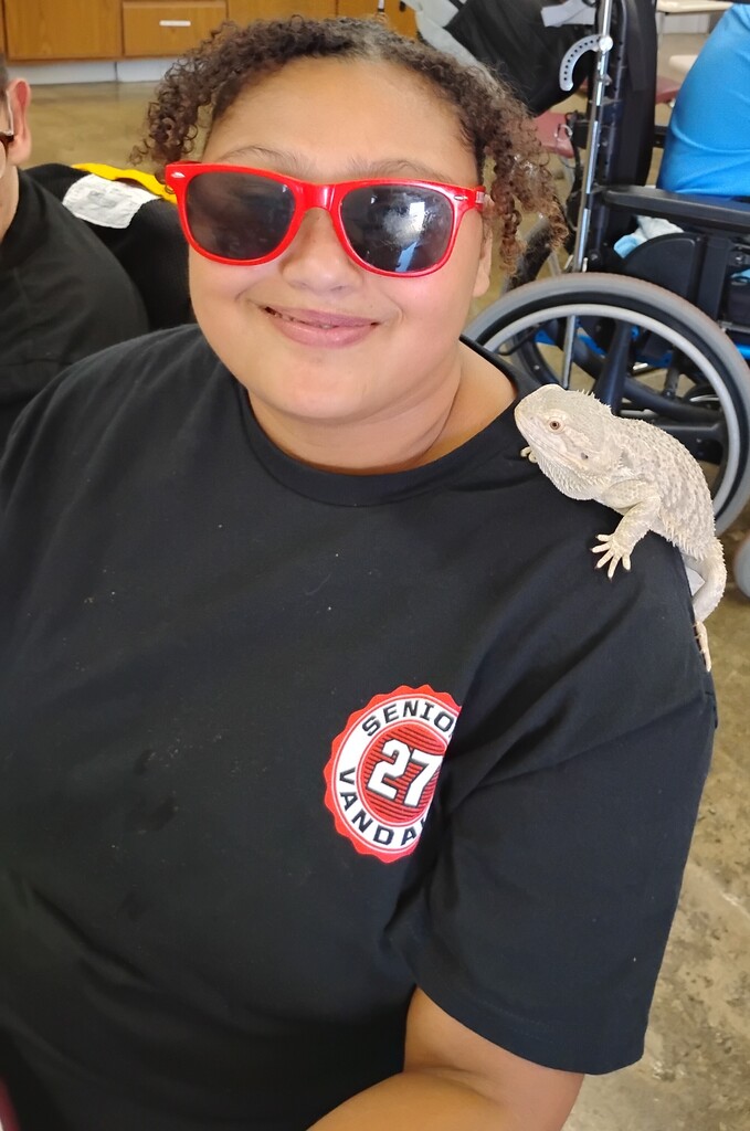 bearded dragon
