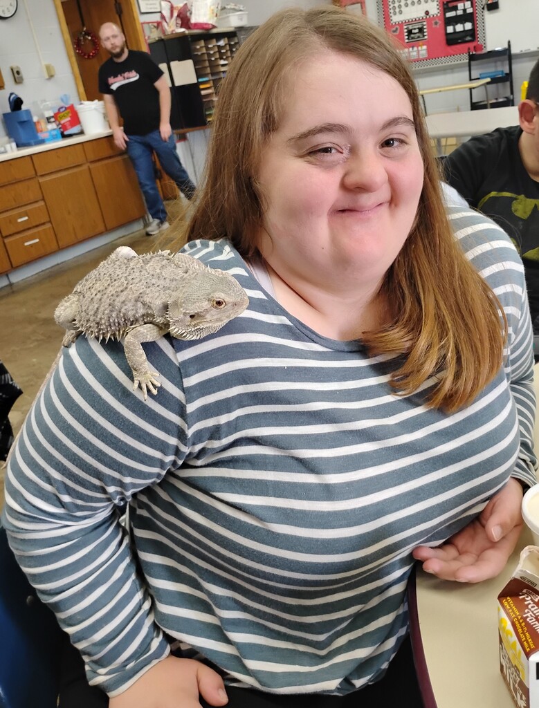bearded dragon
