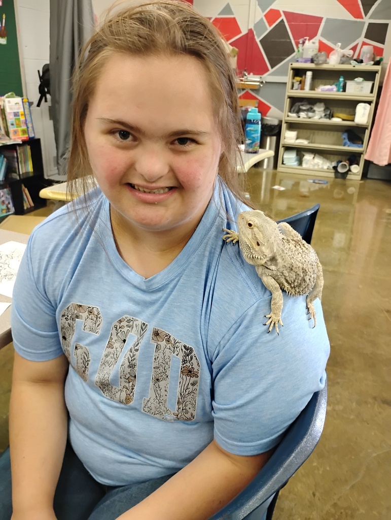 bearded dragon