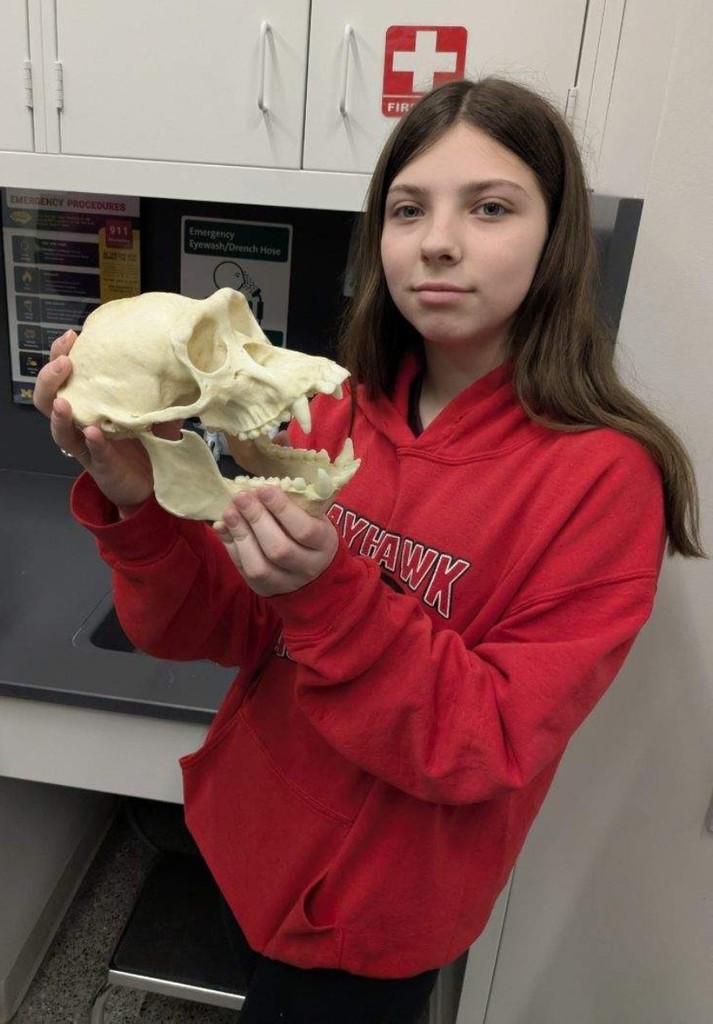 skull