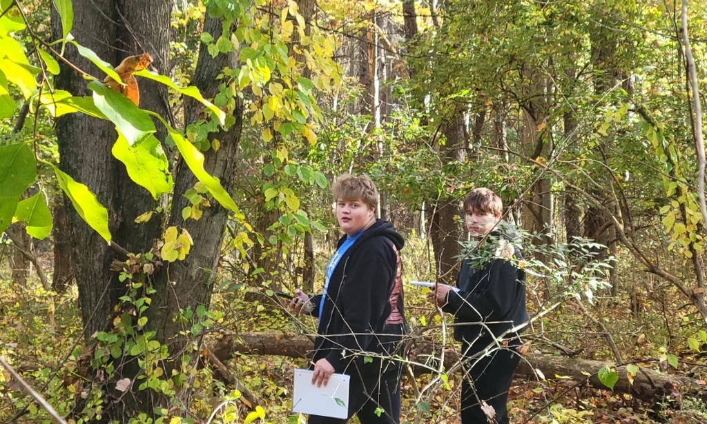 in the woods