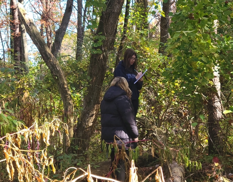 Woods 2