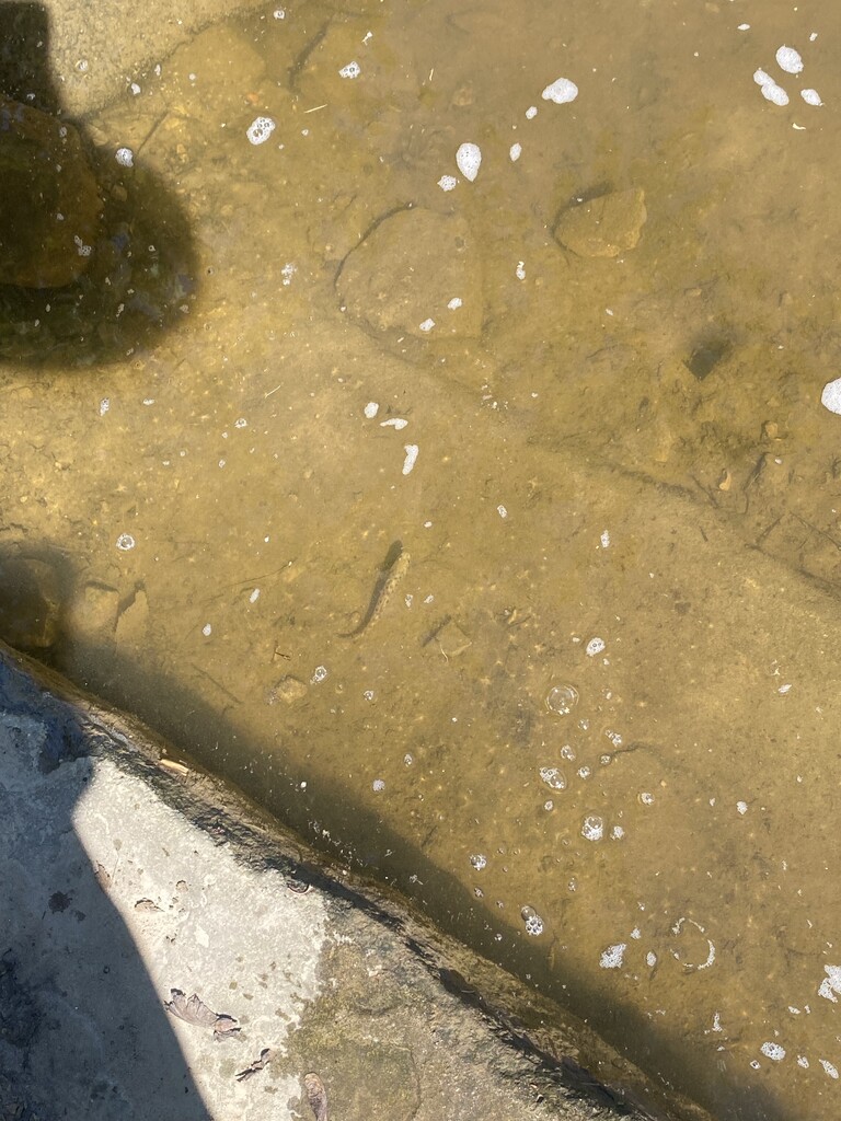 Salmon release into the Cass River, Vassar