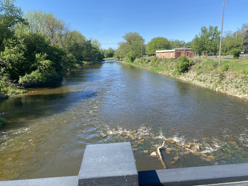 Salmon release into the Cass River, Vassar