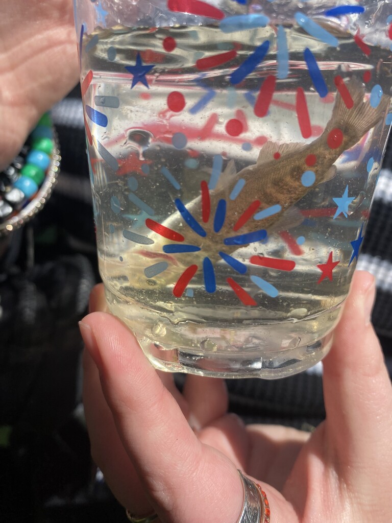 Salmon release into the Cass River, Vassar