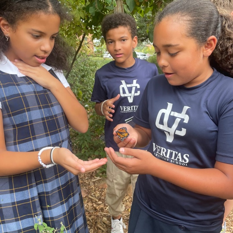 butterfly gardens