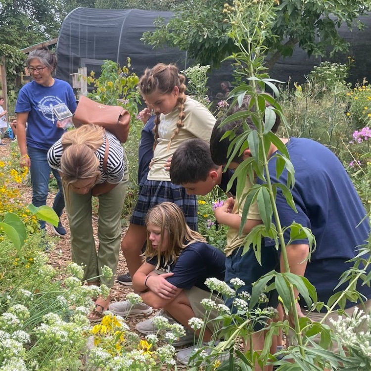 butterfly gardens