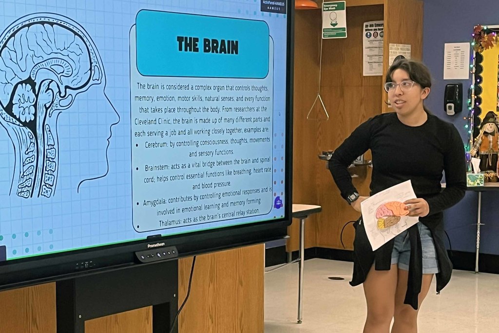 anatomy4