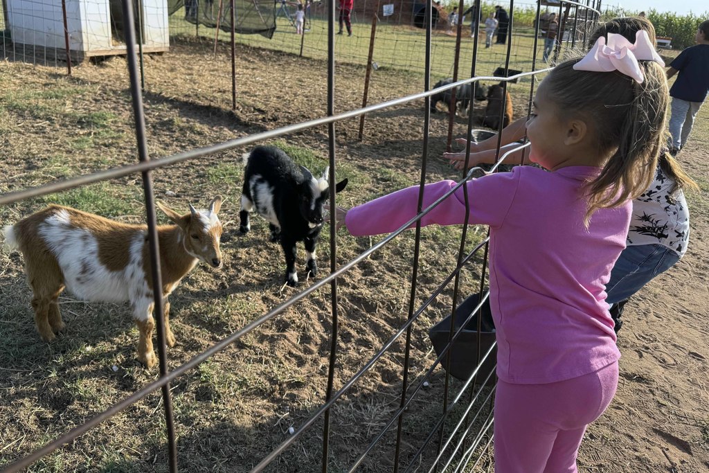 mccordlifeskillspumpkin1