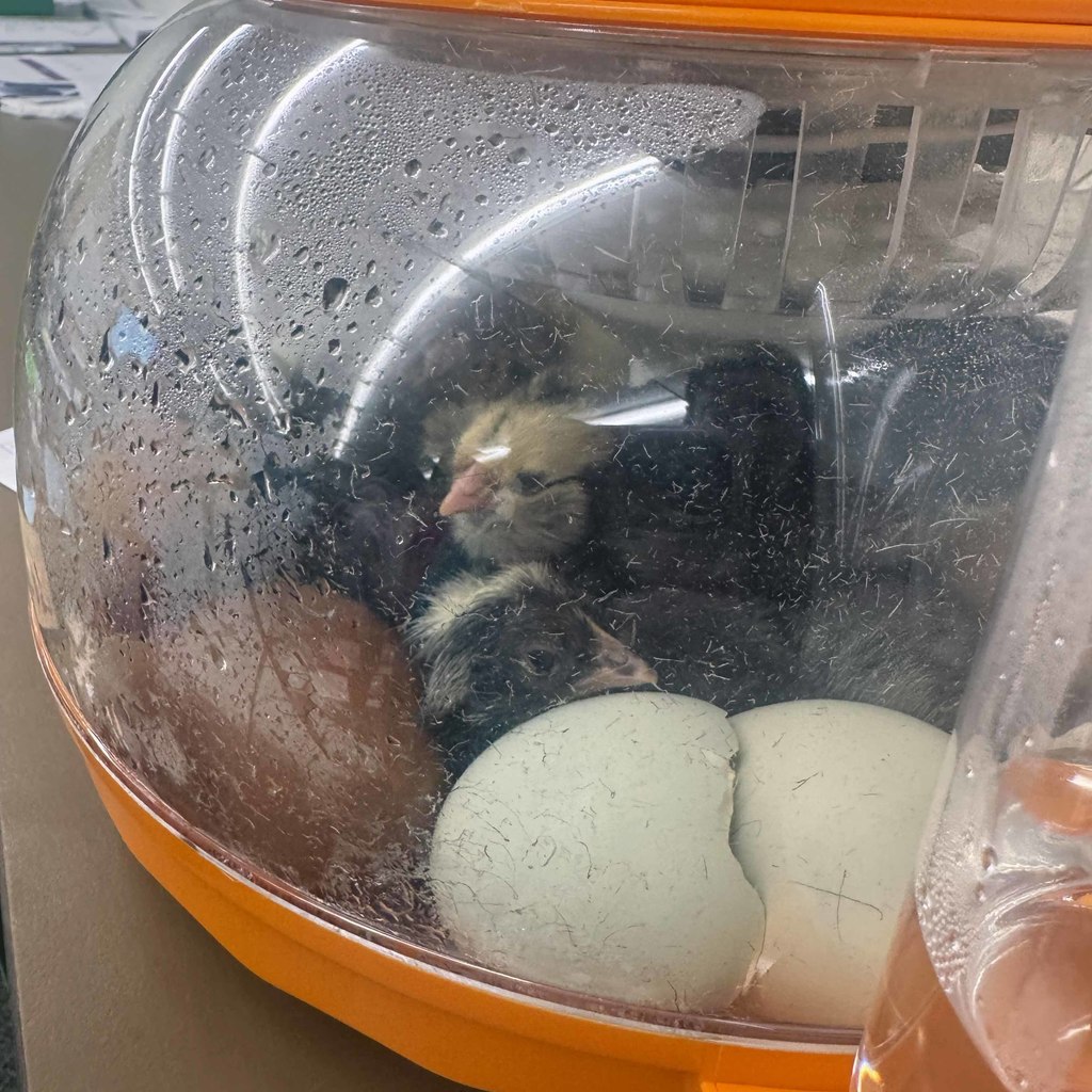 kinder gt chickshere3