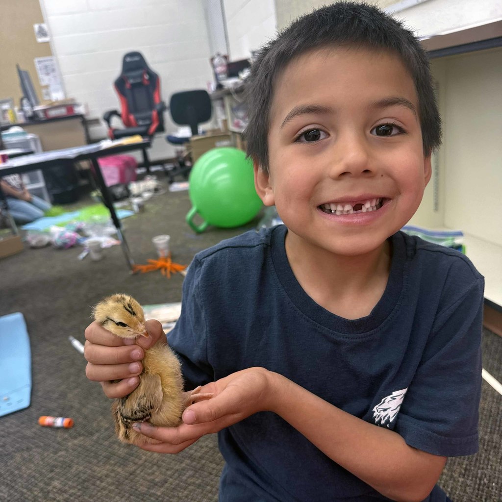 kinder gt chicks here8