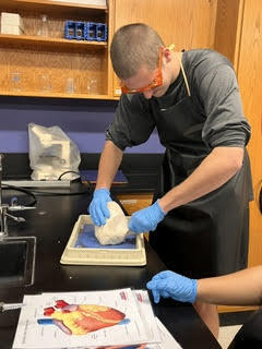heart dissection3